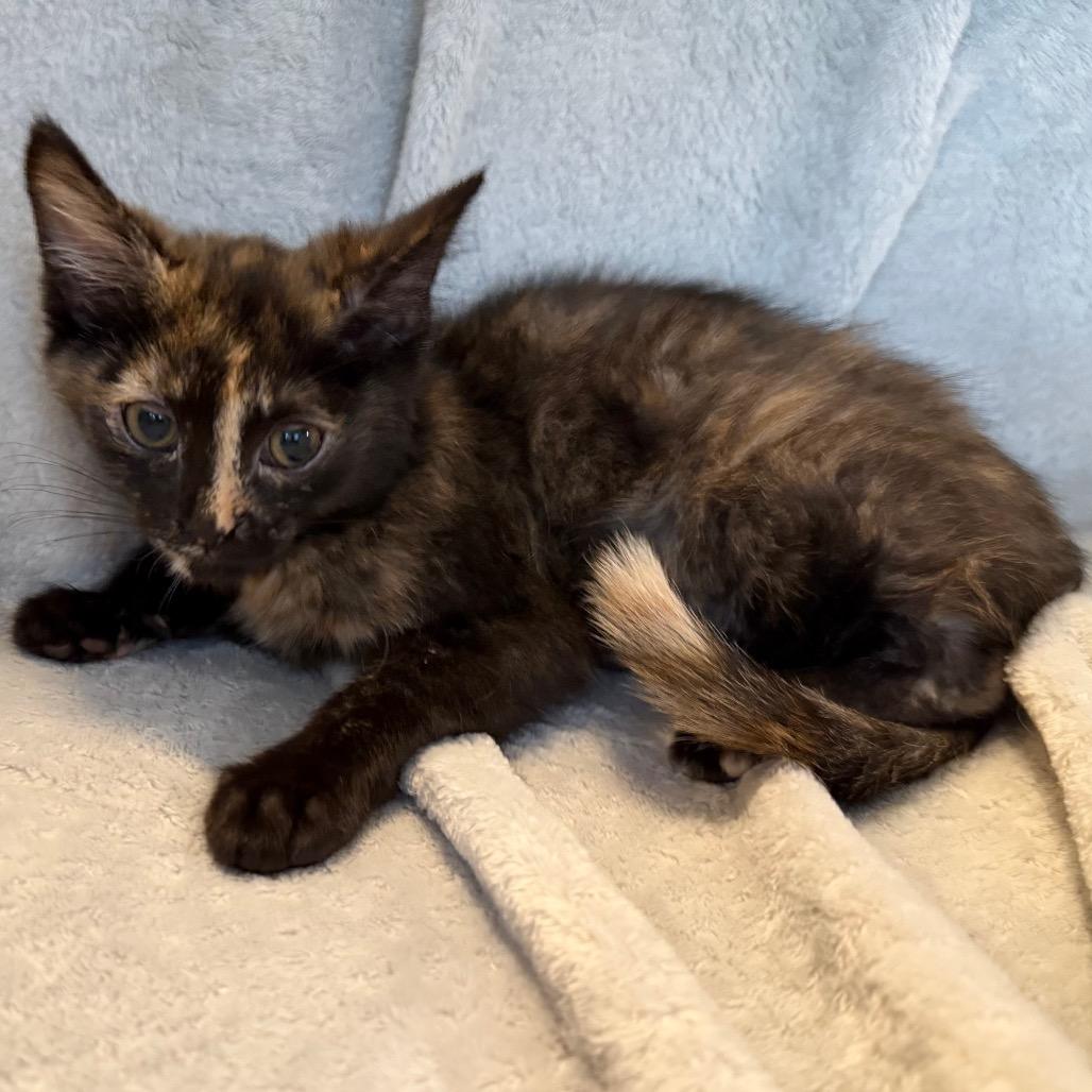 Enlarge Mira, a Adoptable Domestic Short Hair in La Grange, KY image 5/6