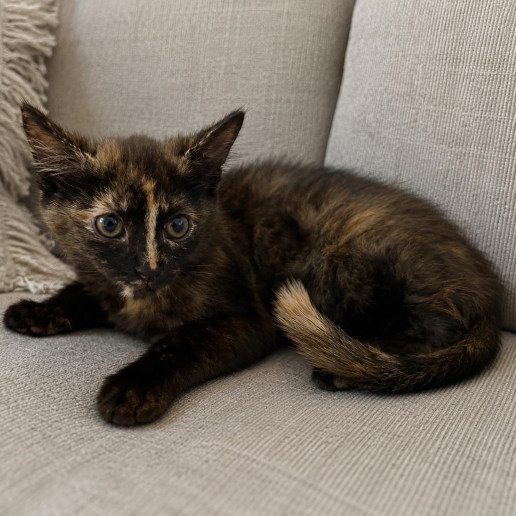 Enlarge Mira, a Adoptable Domestic Short Hair in La Grange, KY image 6/6