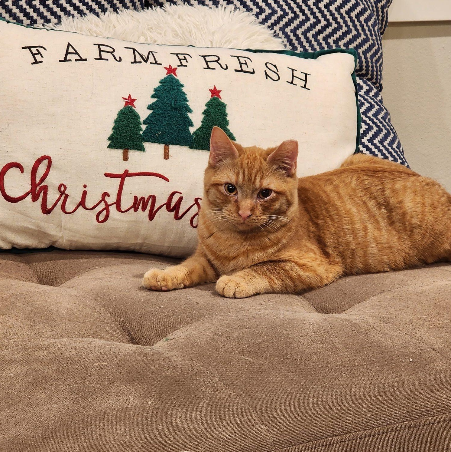 Sweet Potato (Yam), Adoptable, Kitten Male Domestic Medium Hair.