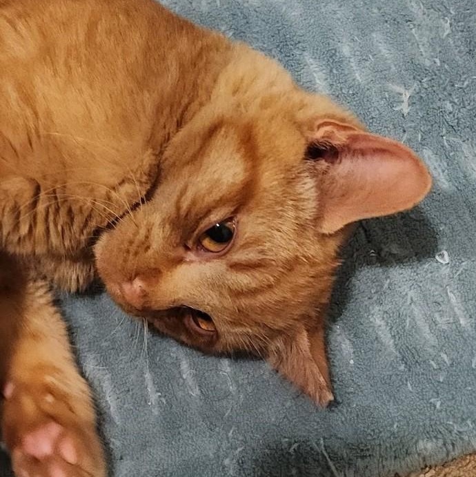 Enlarge Sweet Potato (Yam), a Adoptable mixed breed in Ellensburg, WA image 3/3