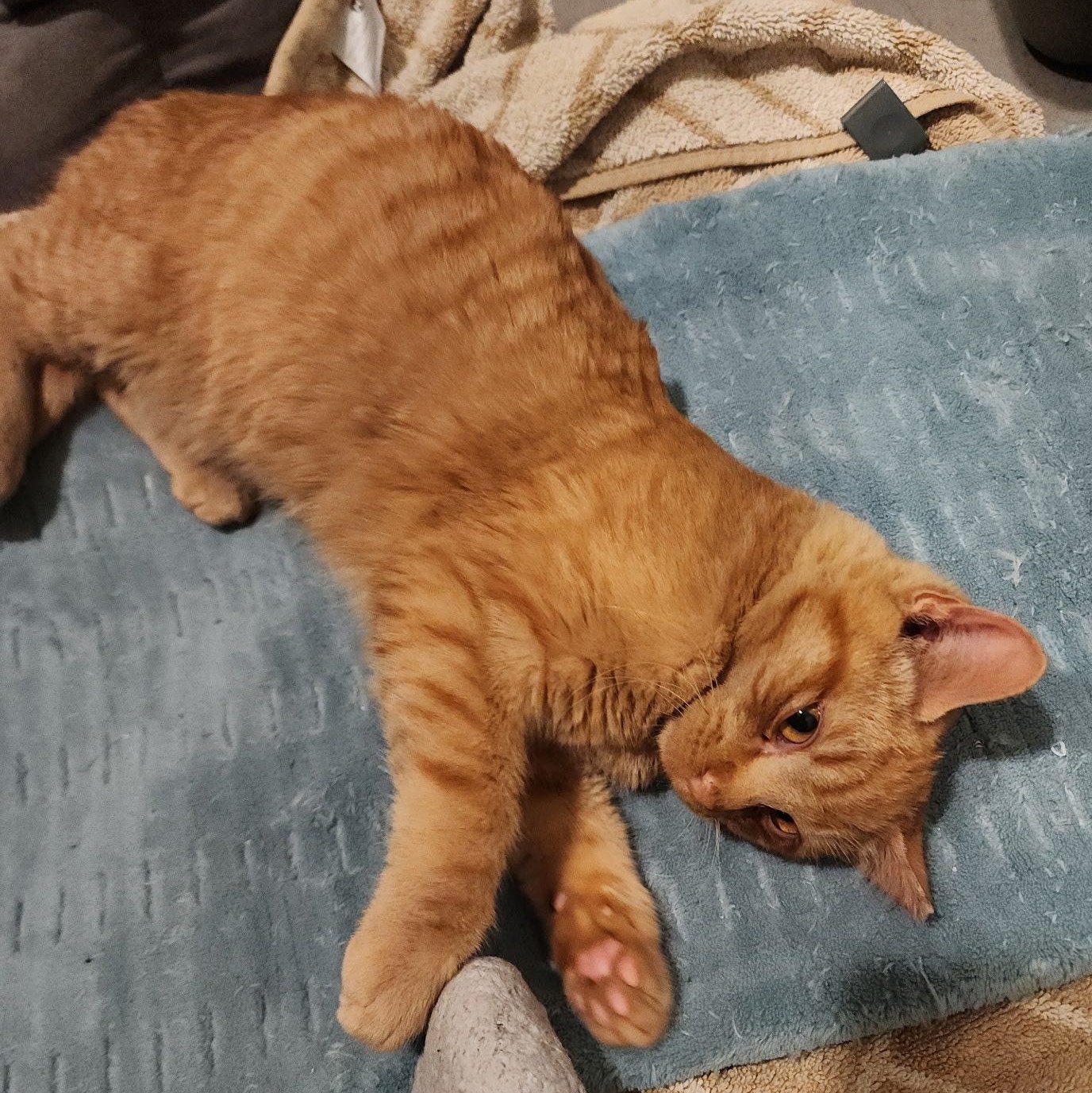 Enlarge Sweet Potato (Yam), a Adoptable mixed breed in Ellensburg, WA image 2/3