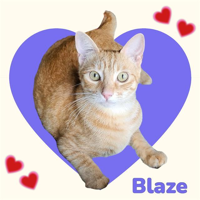 BLAZE, Adoptable, Young Male Domestic Short Hair.