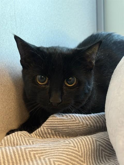 Enlarge BOOBOO, a Adoptable Domestic Short Hair in Leesburg, VA image 1/1