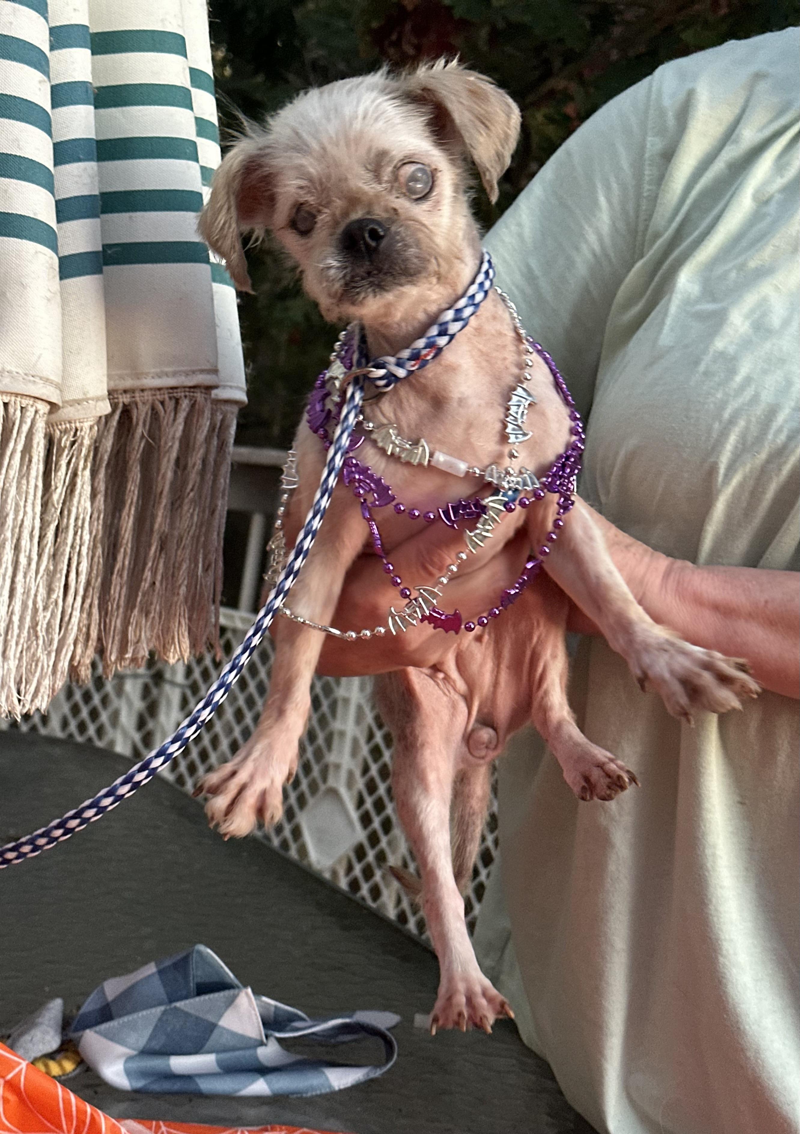 Enlarge Agnes( senior hospice ), a Adoptable Shih Tzu in White Lake, MI image 2/6