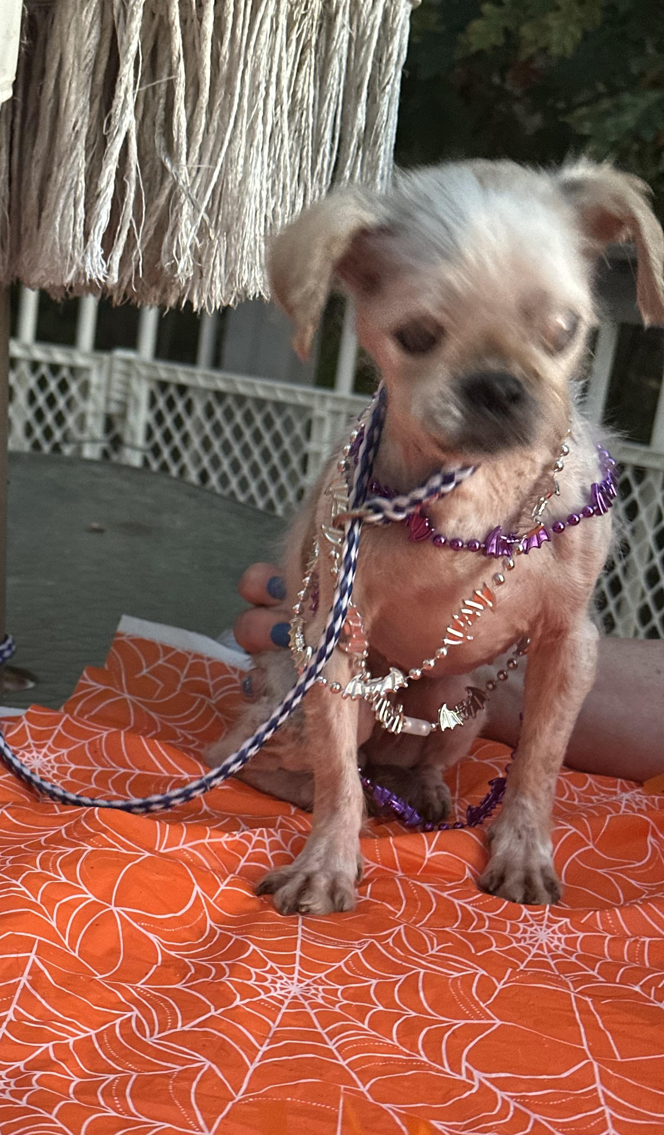 Enlarge Agnes( senior hospice ), a Adoptable Shih Tzu in White Lake, MI image 3/6