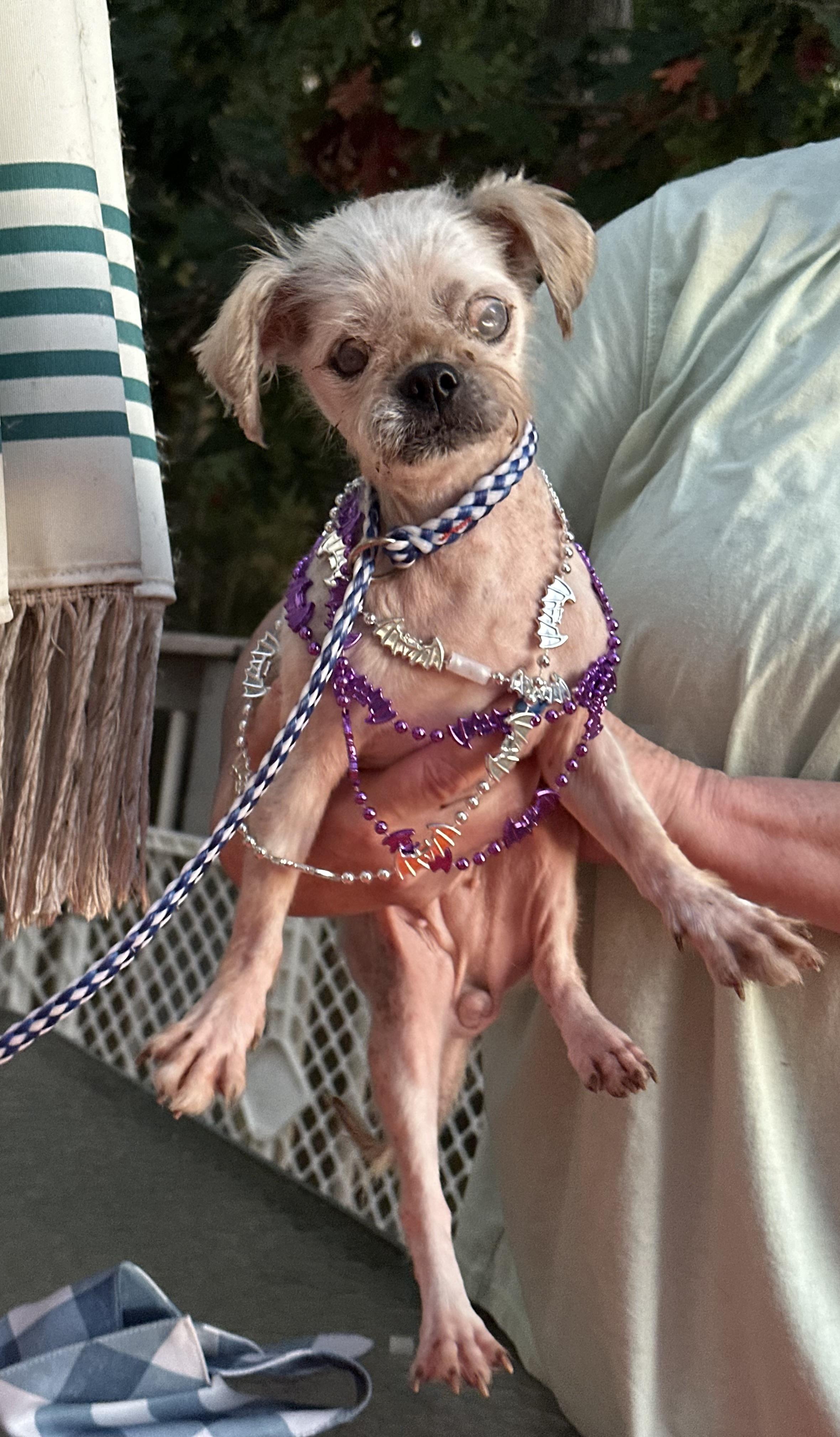 Enlarge Agnes( senior hospice ), a Adoptable Shih Tzu in White Lake, MI image 4/6