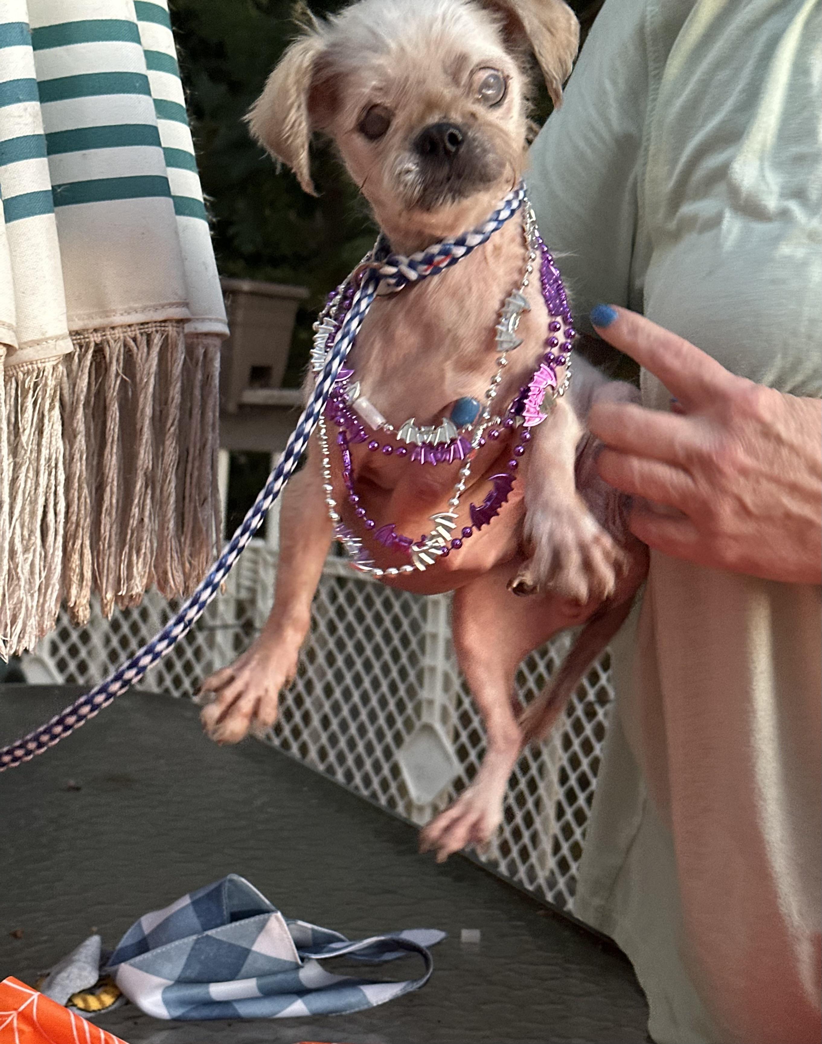 Enlarge Agnes( senior hospice ), a Adoptable Shih Tzu in White Lake, MI image 5/6