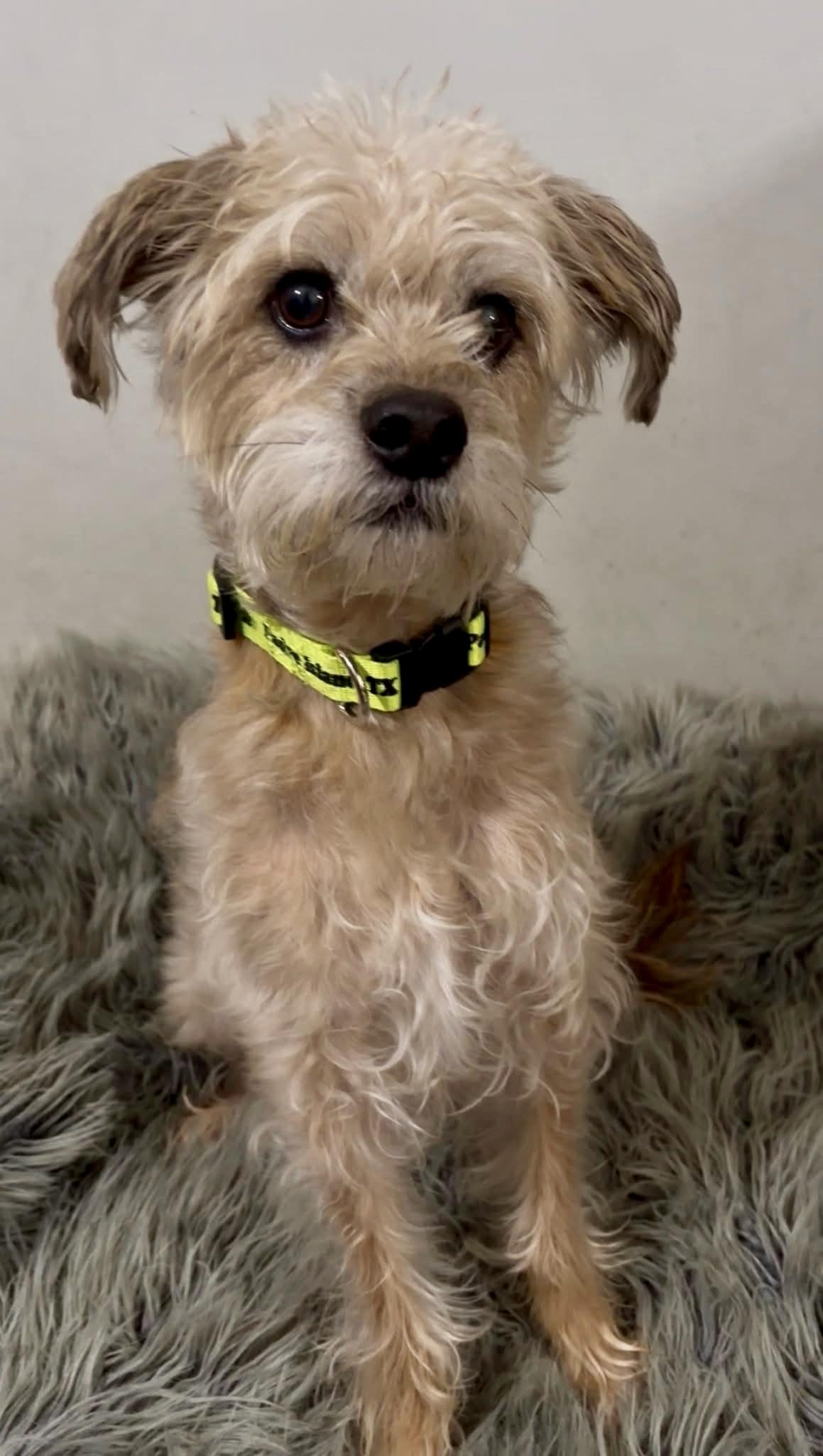 Enlarge TRUMAN , a ADOPTABLE mixed breed in Media, PA image 1/5