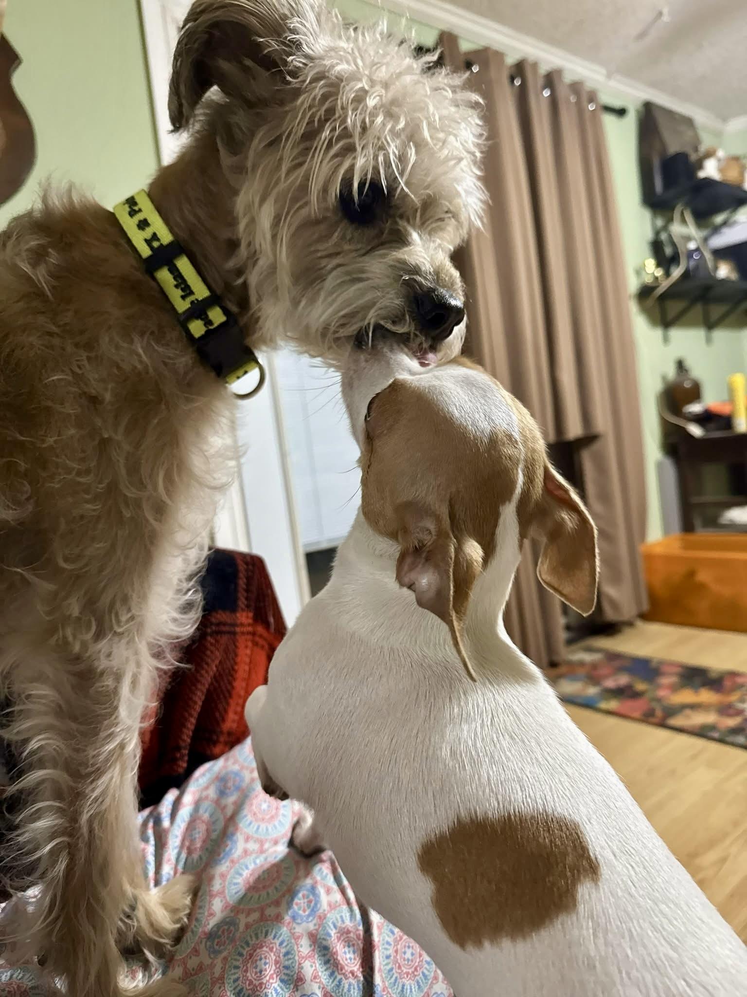 Enlarge TRUMAN , a ADOPTABLE mixed breed in Media, PA image 3/5