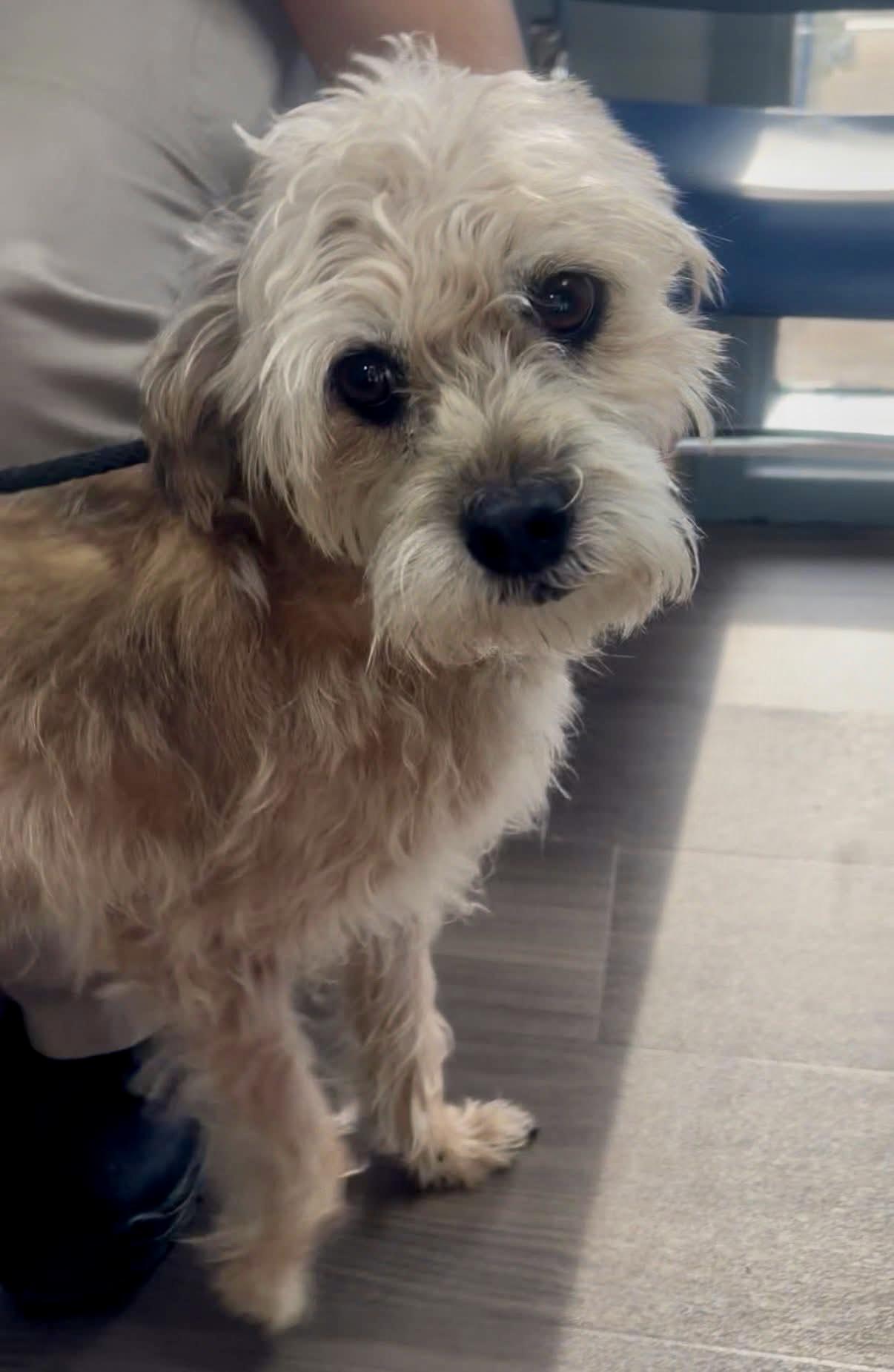 Enlarge TRUMAN , a ADOPTABLE mixed breed in Media, PA image 4/5