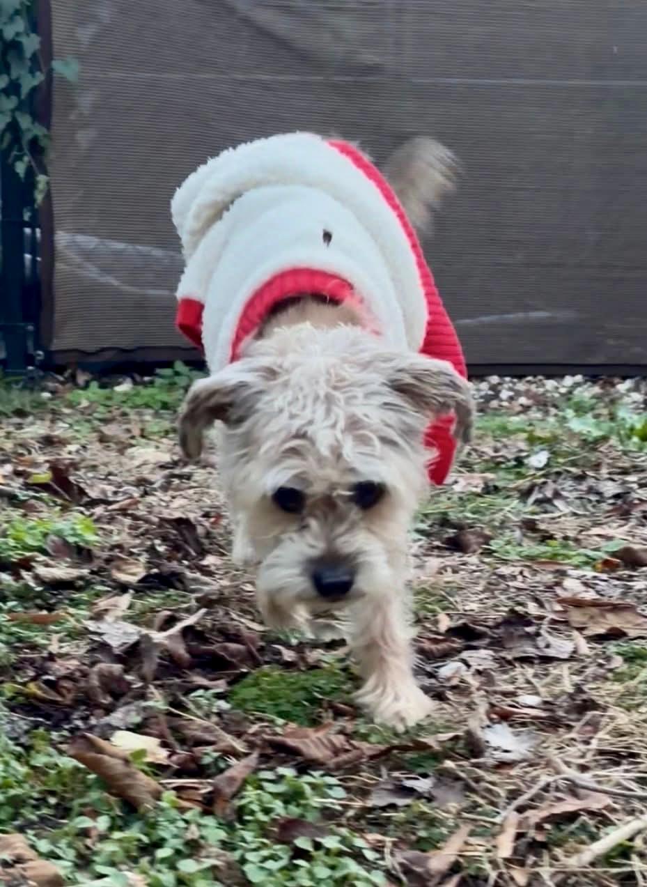 Enlarge TRUMAN , a ADOPTABLE mixed breed in Media, PA image 5/5