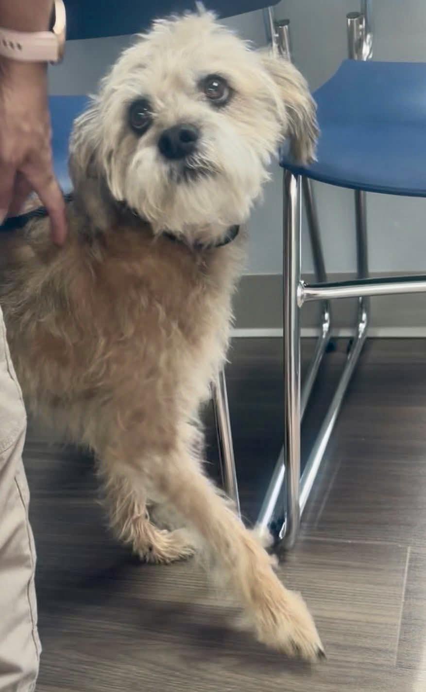 Enlarge TRUMAN , a ADOPTABLE mixed breed in Media, PA image 2/5