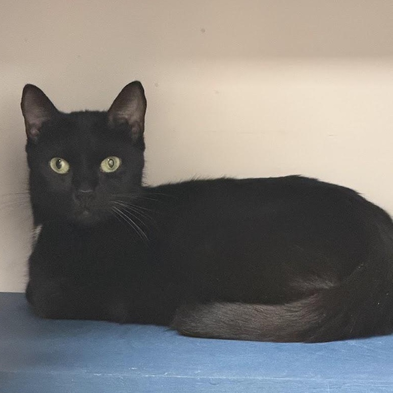 Enlarge Emmy, an adoptable Domestic Short Hair in Queenstown, MD image 4/6