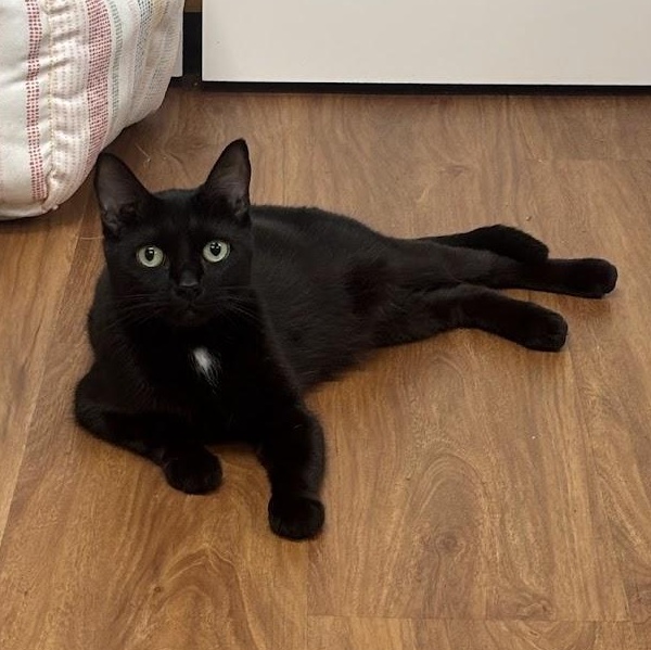 Emmy, adoptable, Young Female Domestic Short Hair.