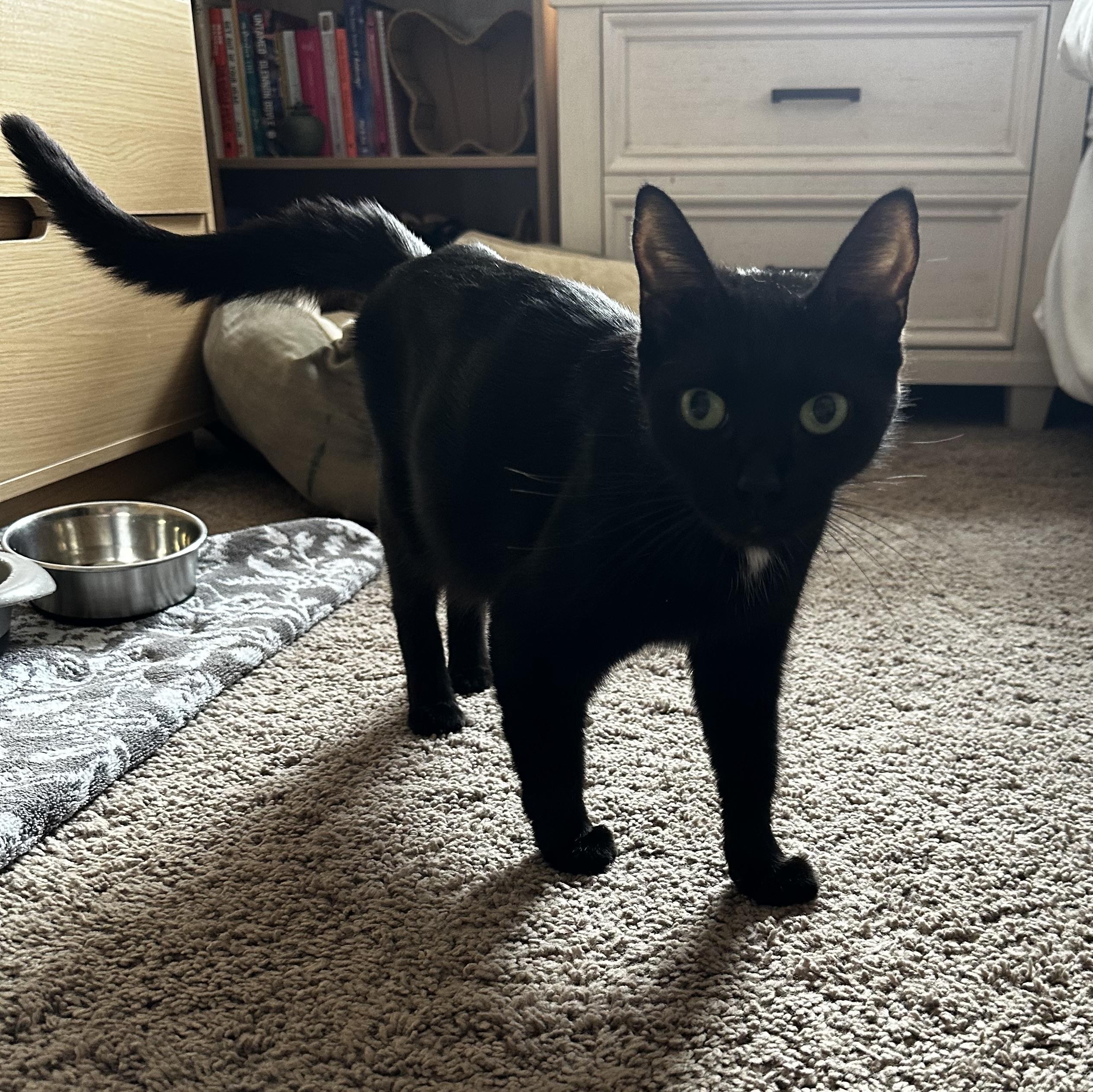 Enlarge Emmy, an adoptable Domestic Short Hair in Queenstown, MD image 5/6