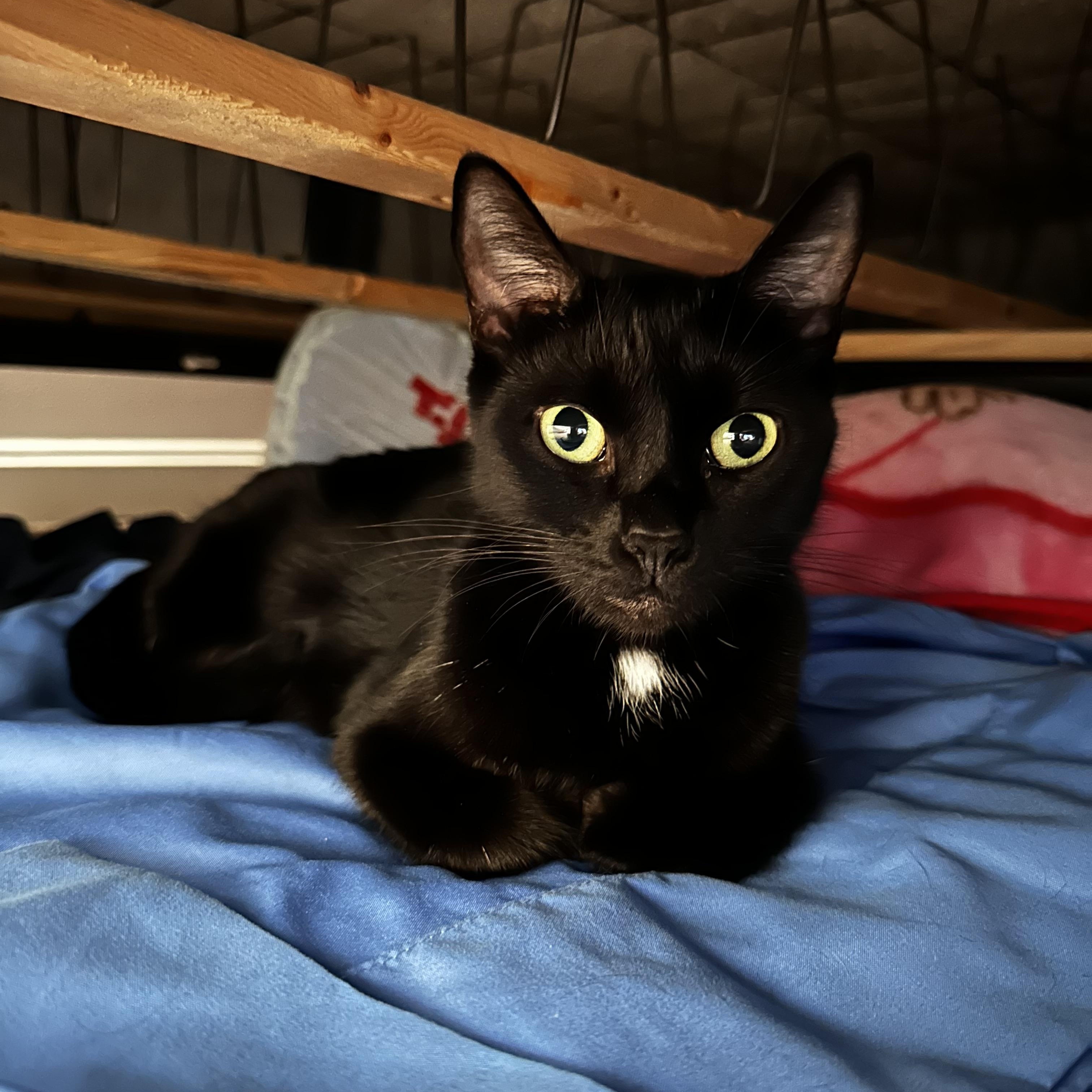 Enlarge Emmy, an adoptable Domestic Short Hair in Queenstown, MD image 3/6