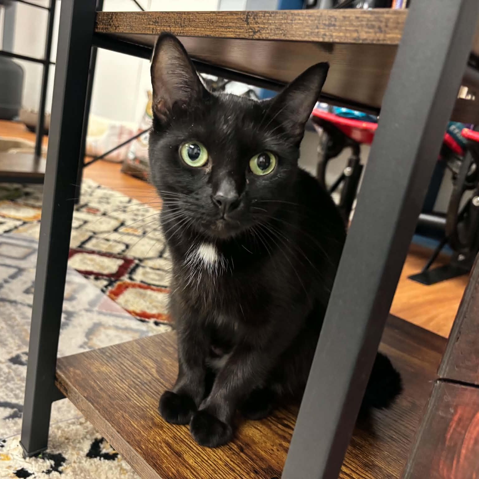 Emmy, Adoptable, Young Female Domestic Short Hair.