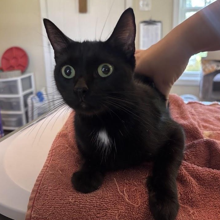 Enlarge Emmy, an adoptable Domestic Short Hair in Queenstown, MD image 2/6