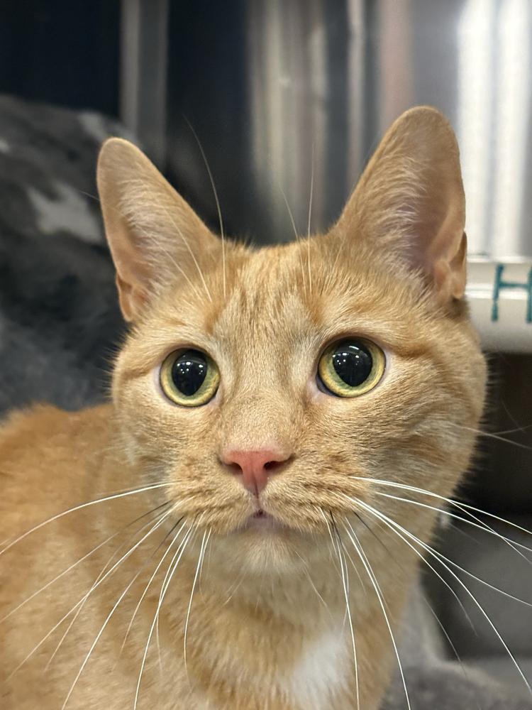 Morris, Adoptable, Young Male Domestic Short Hair.