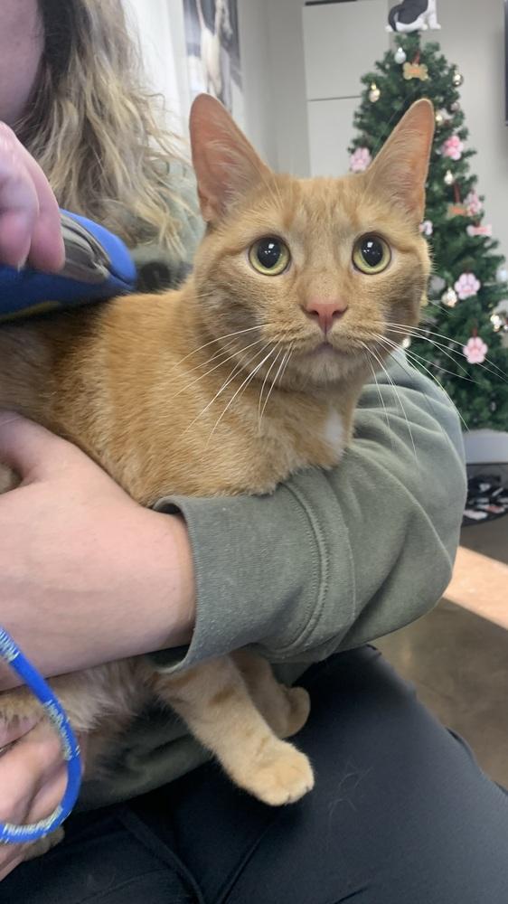 Enlarge Morris, a Adoptable Domestic Short Hair in Marietta, GA image 1/4