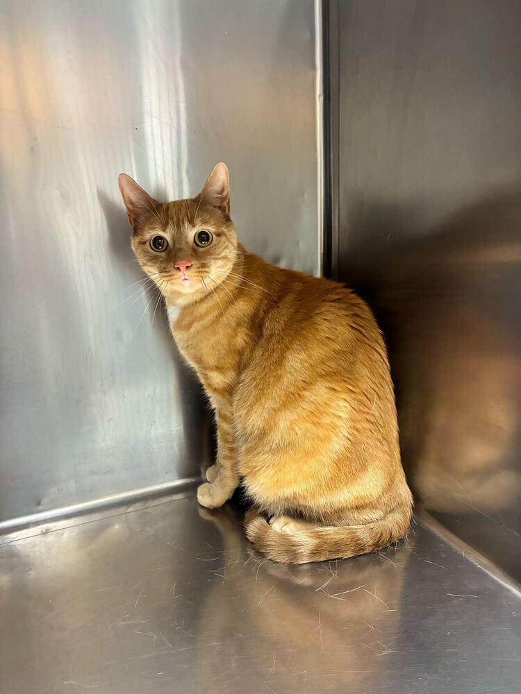 Enlarge Morris, a Adoptable Domestic Short Hair in Marietta, GA image 2/4