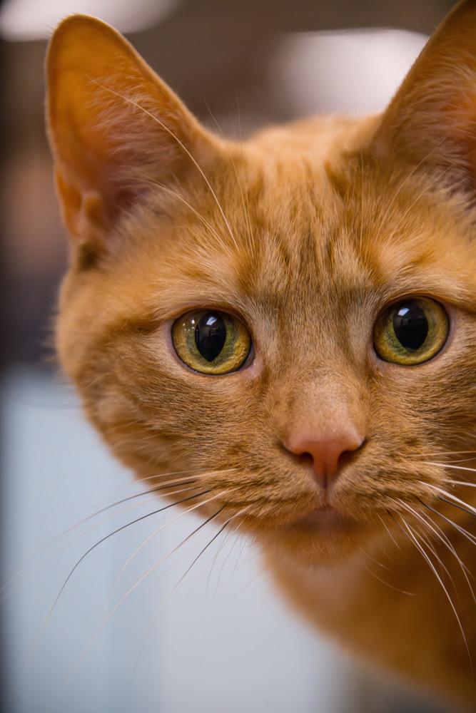 Enlarge Morris, a Adoptable Domestic Short Hair in Marietta, GA image 2/6