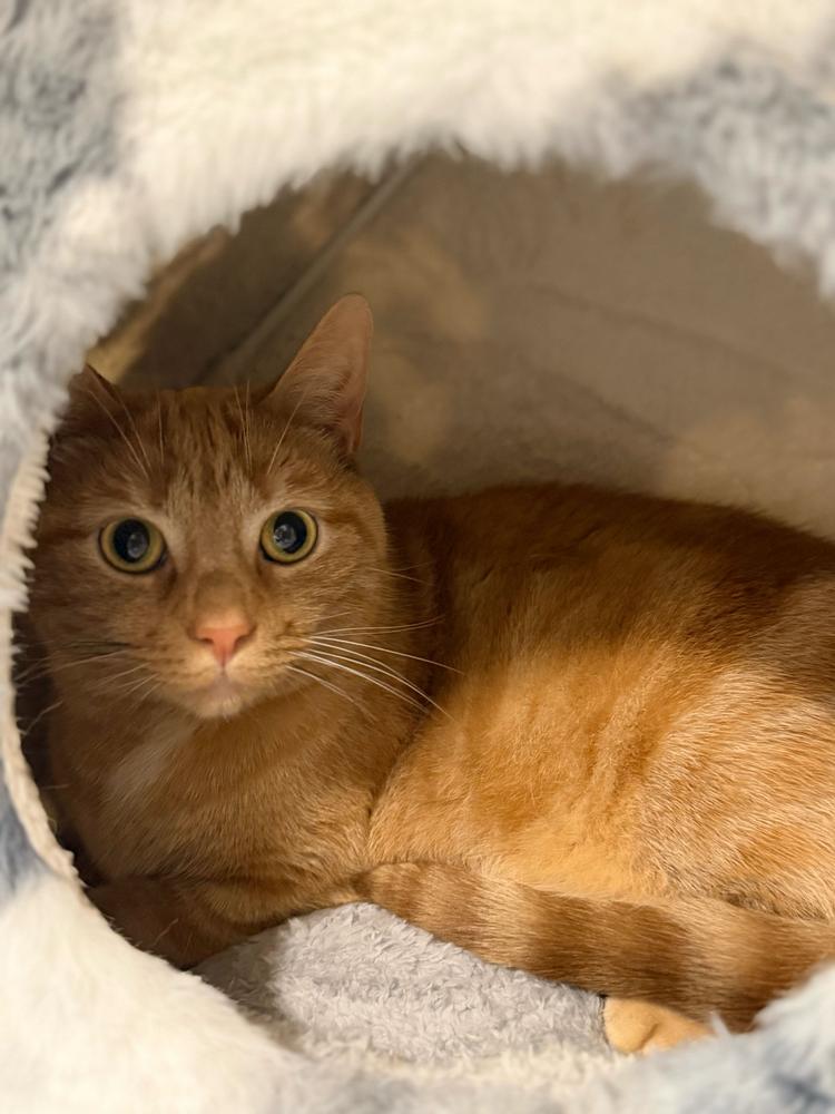 Enlarge Morris, a Adoptable Domestic Short Hair in Marietta, GA image 4/6