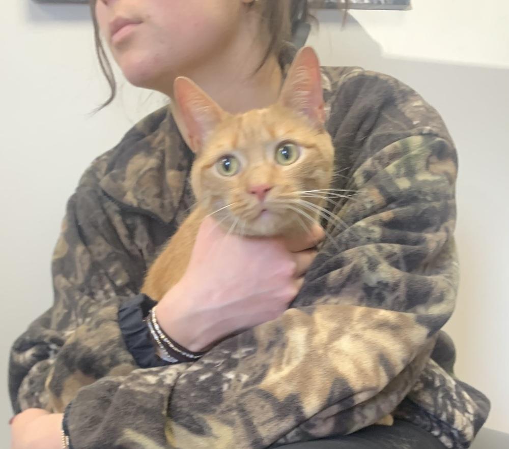 Enlarge Morris, a Adoptable Domestic Short Hair in Marietta, GA image 3/4