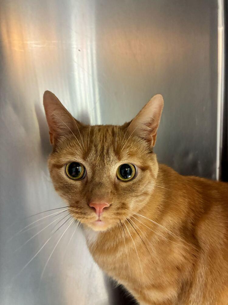 Enlarge Morris, a Adoptable Domestic Short Hair in Marietta, GA image 4/4