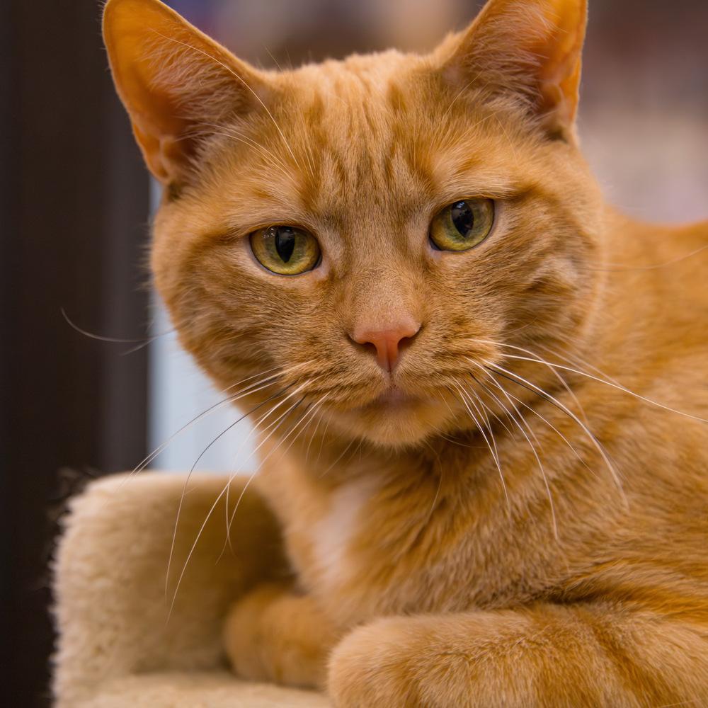 Enlarge Morris, a Adoptable Domestic Short Hair in Marietta, GA image 3/6