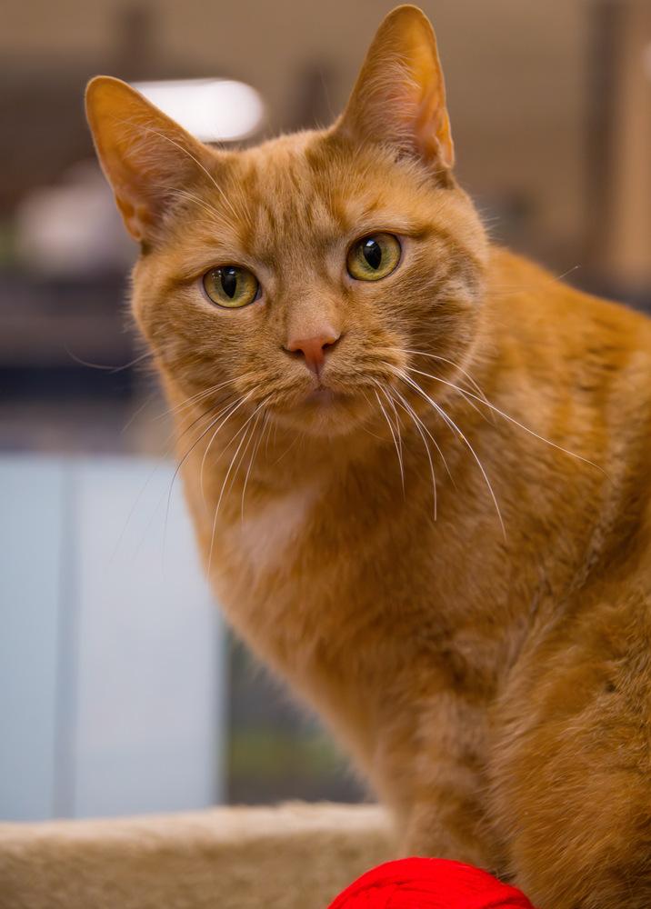 Enlarge Morris, a Adoptable Domestic Short Hair in Marietta, GA image 4/6