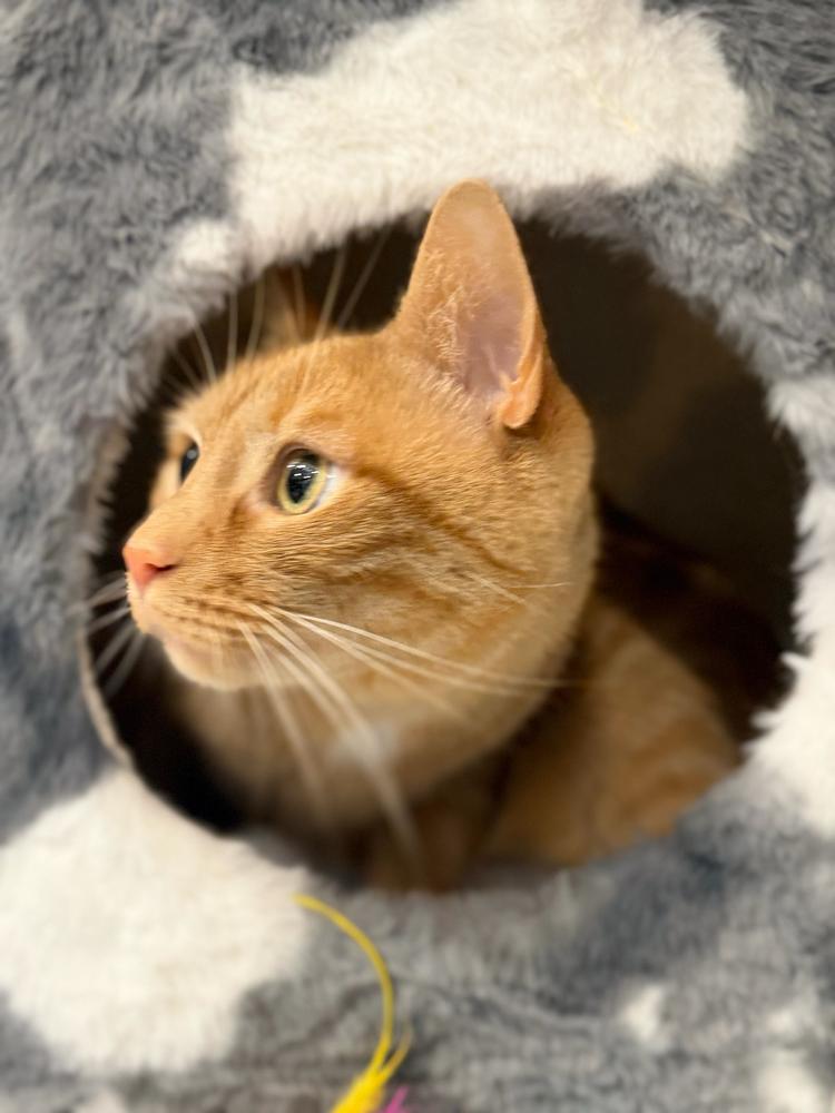 Enlarge Morris, a Adoptable Domestic Short Hair in Marietta, GA image 5/6