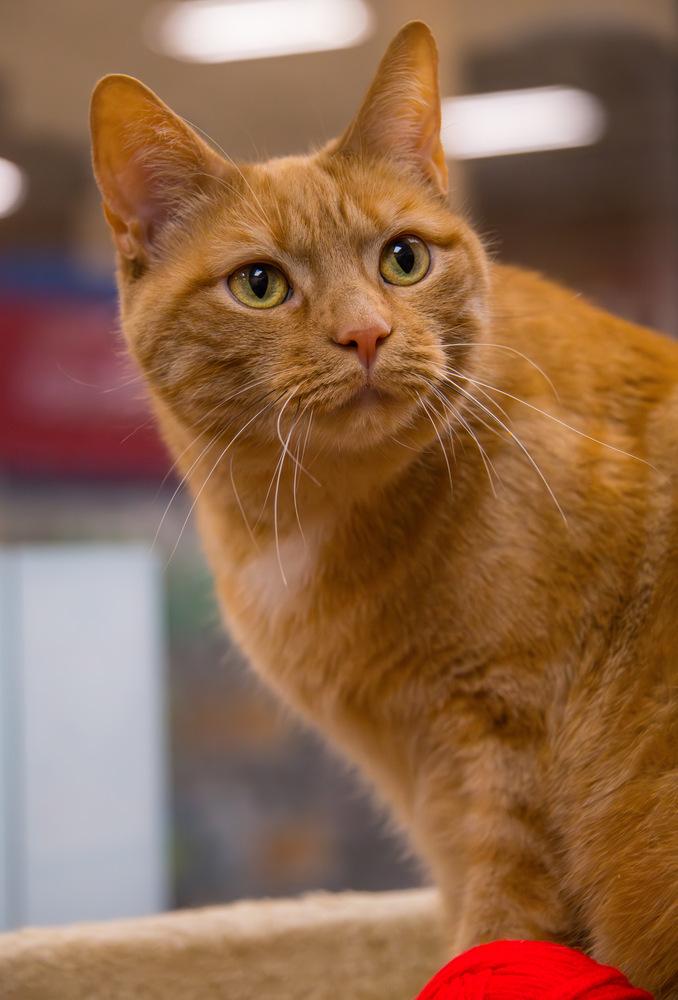 Morris, Adoptable, Young Male Domestic Short Hair.