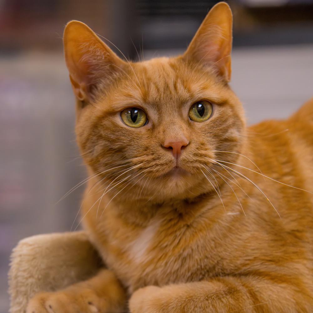 Enlarge Morris, a Adoptable Domestic Short Hair in Marietta, GA image 6/6