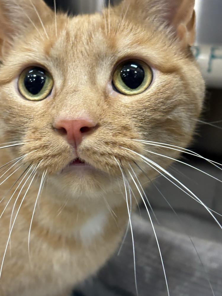 Enlarge Morris, a Adoptable Domestic Short Hair in Marietta, GA image 6/6