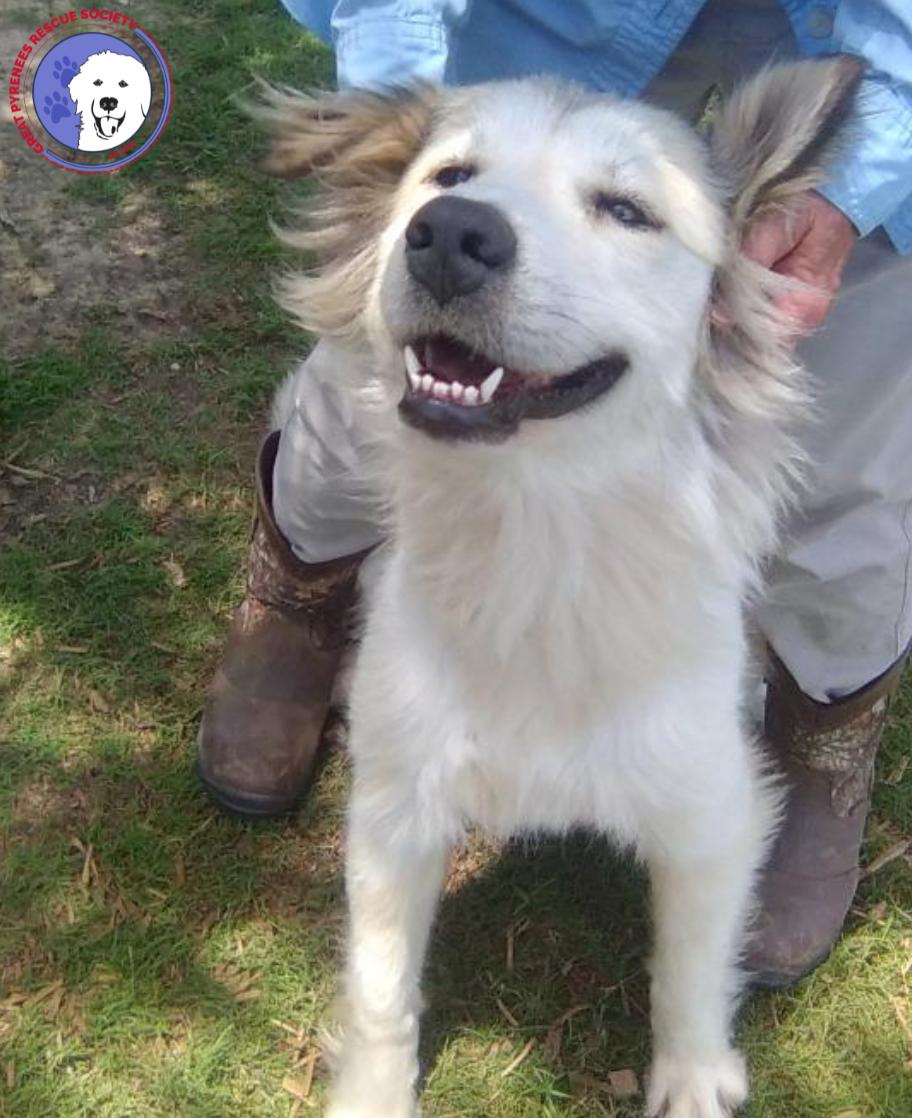 Enlarge Taylor, a Adopted Great Pyrenees in Spring, TX image 2/4