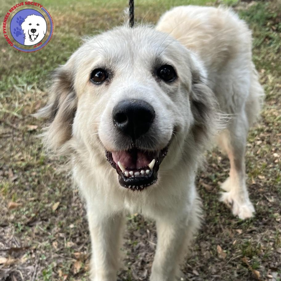 Taylor, Adopted, Adult Female Great Pyrenees.