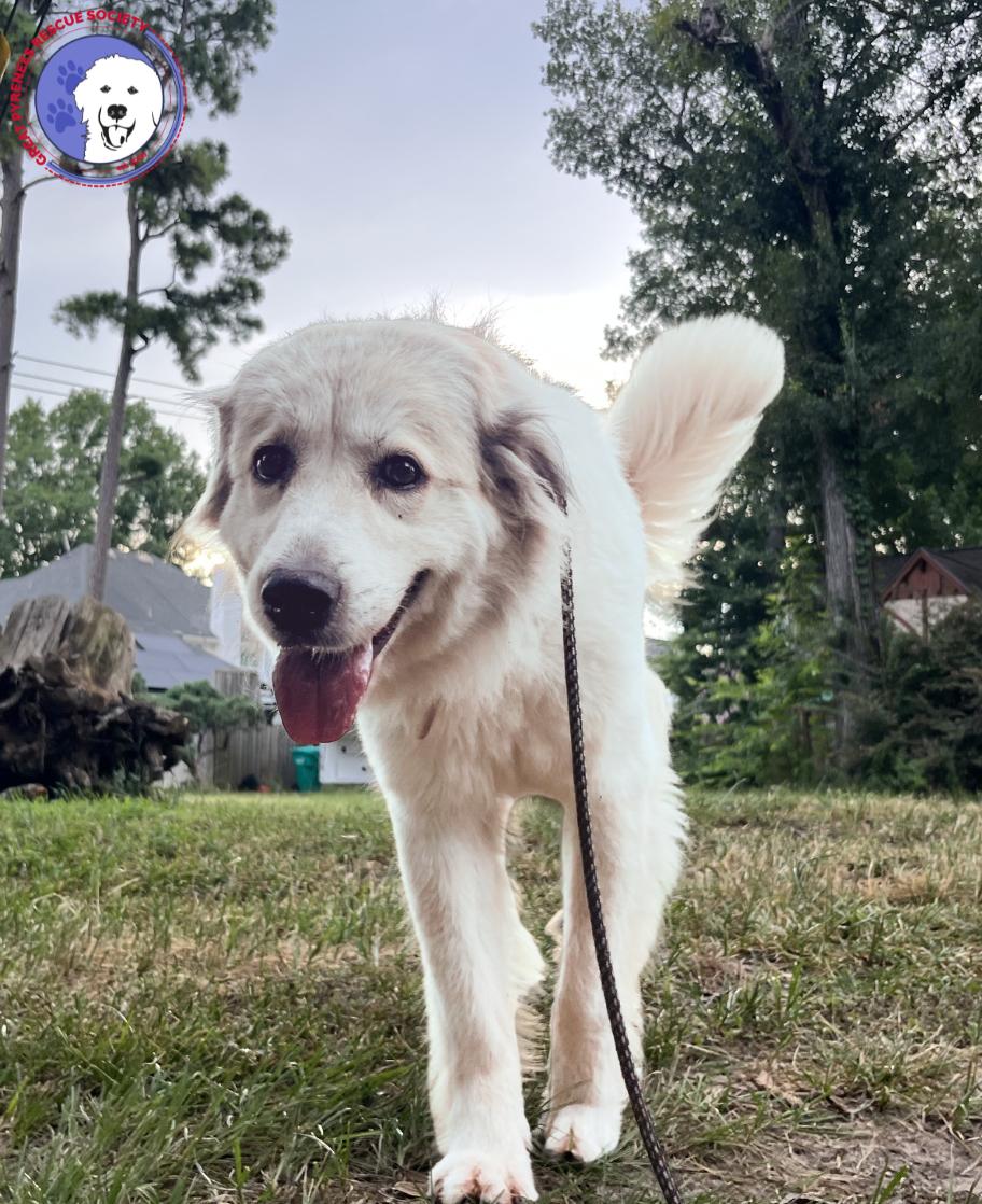 Enlarge Taylor, a Adopted Great Pyrenees in Spring, TX image 3/4