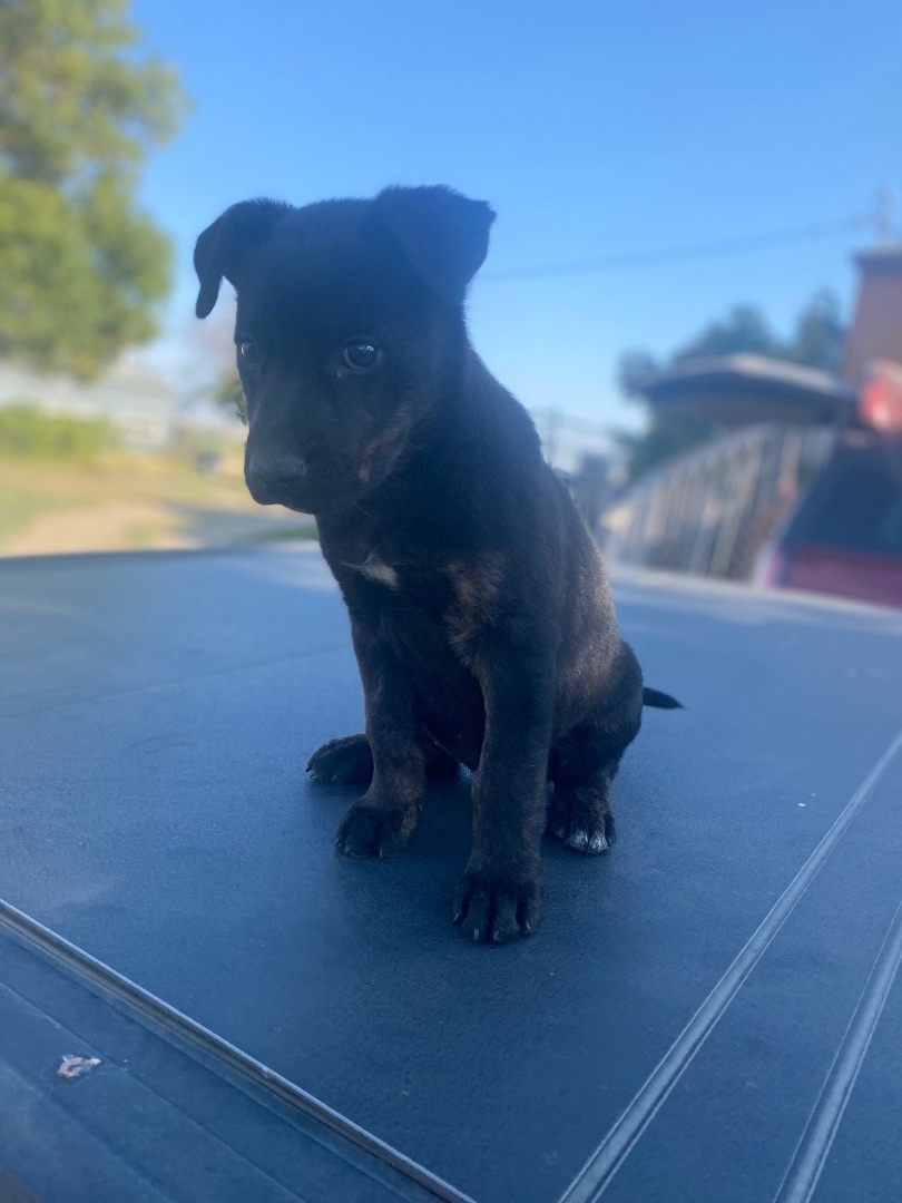 Ariel, Adopted, Puppy Female Mixed Breed.