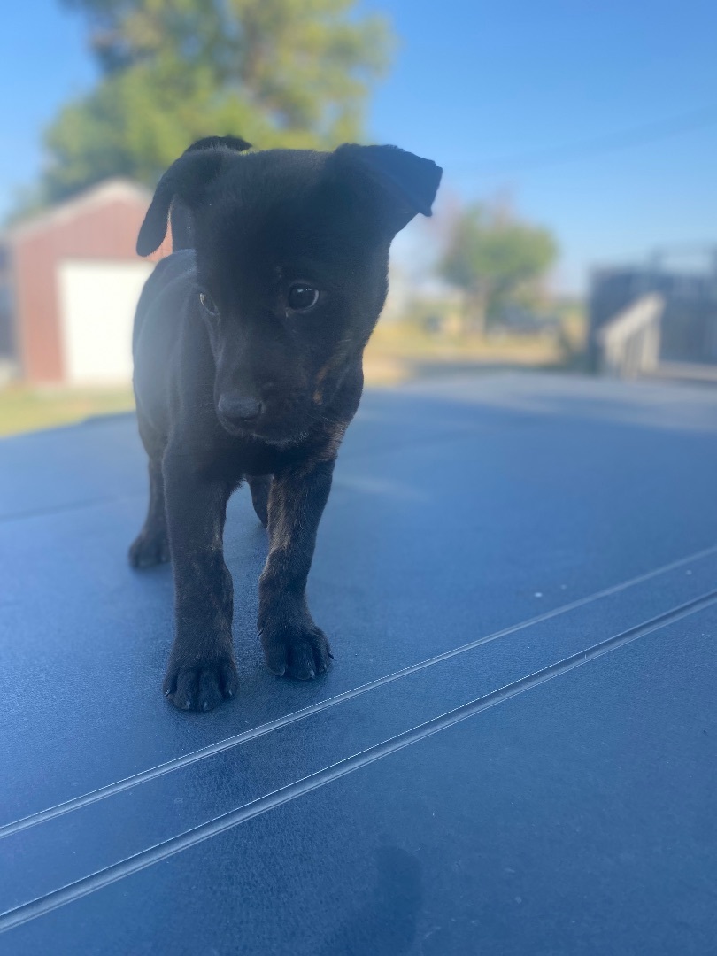 Enlarge Ariel, a Adopted Mixed Breed in Havre, MT image 2/5