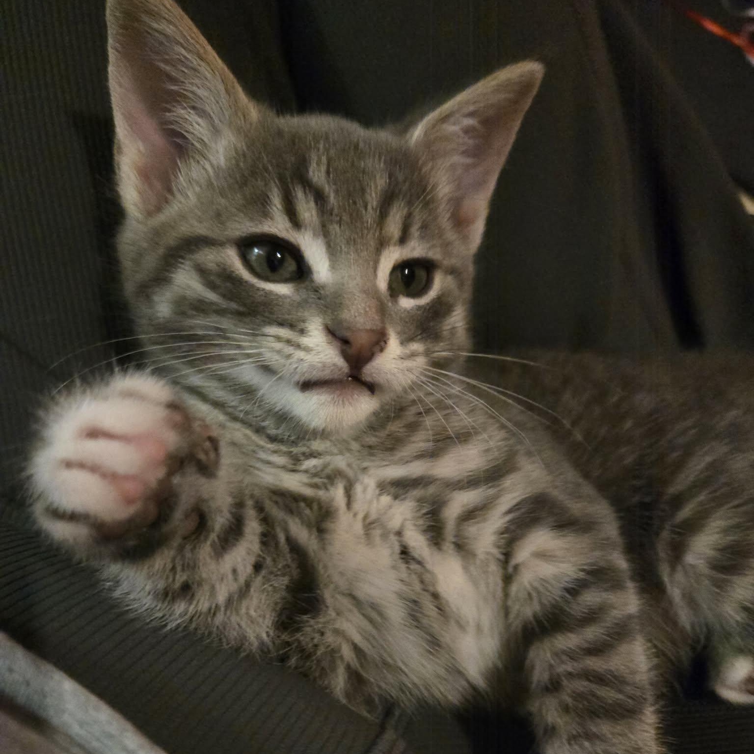 Enlarge Connor - A Sweet Tiny Powerhouse!, a Adoptable Tabby in Hamilton, ON image 2/4