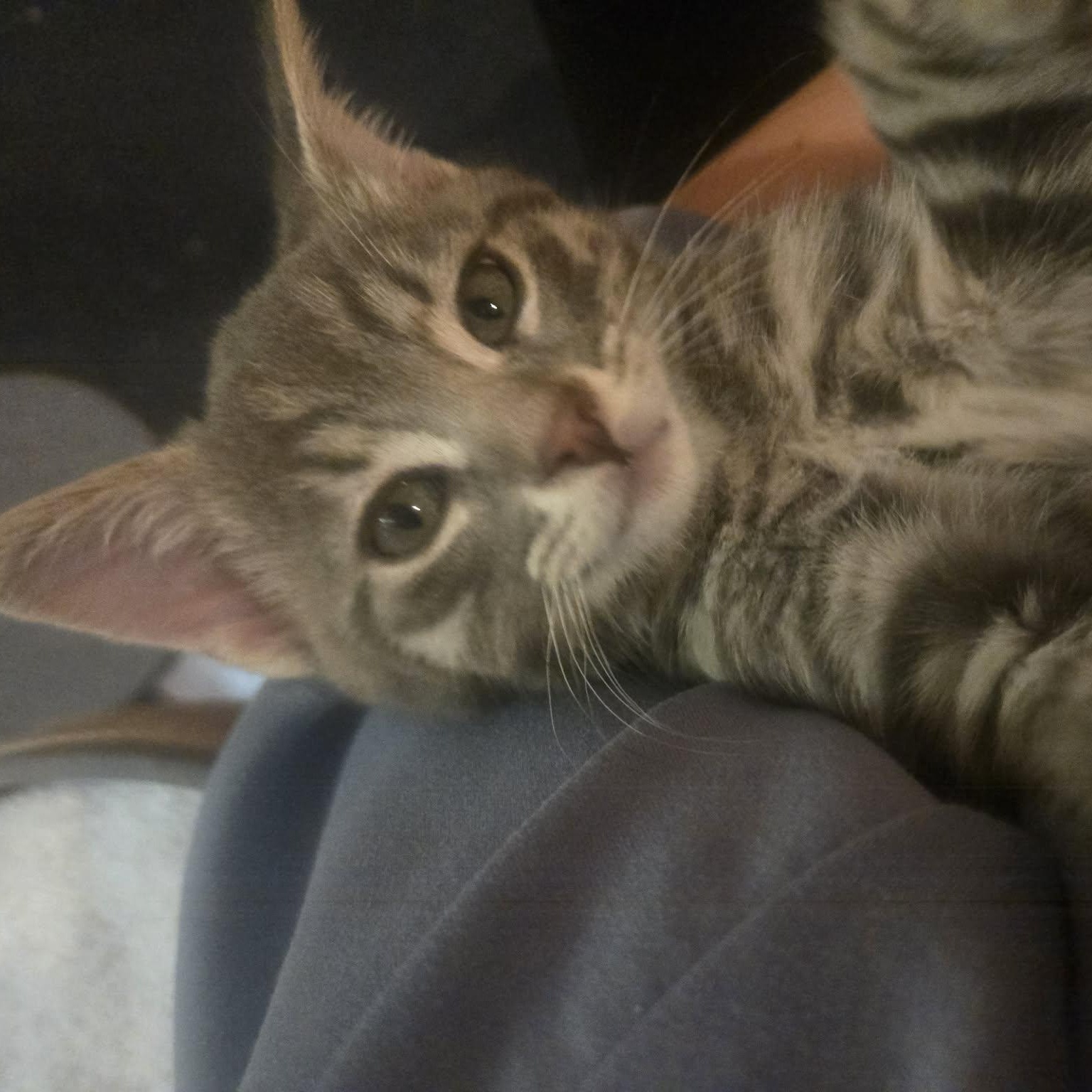 Enlarge Connor - A Sweet Tiny Powerhouse!, a Adoptable Tabby in Hamilton, ON image 4/4