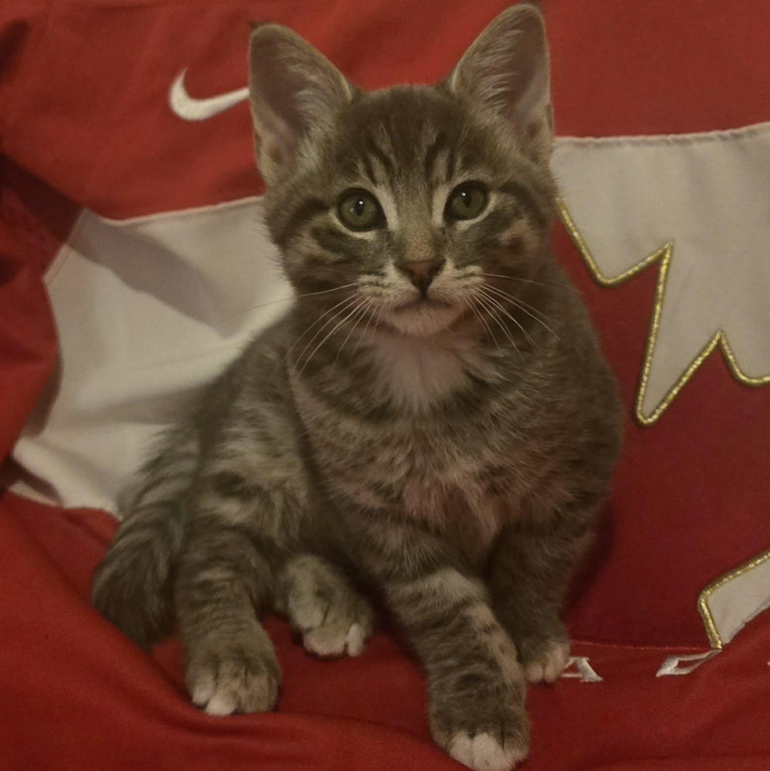 Enlarge Connor - A Sweet Tiny Powerhouse!, a Adoptable Tabby in Hamilton, ON image 1/4