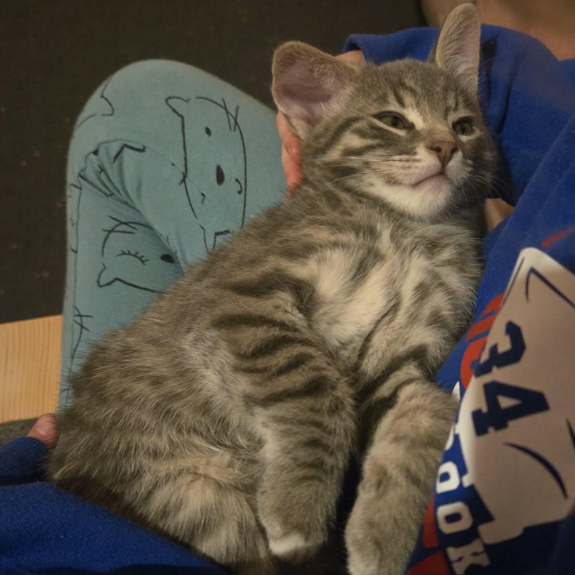 Enlarge Connor - A Sweet Tiny Powerhouse!, a Adoptable Tabby in Hamilton, ON image 3/4