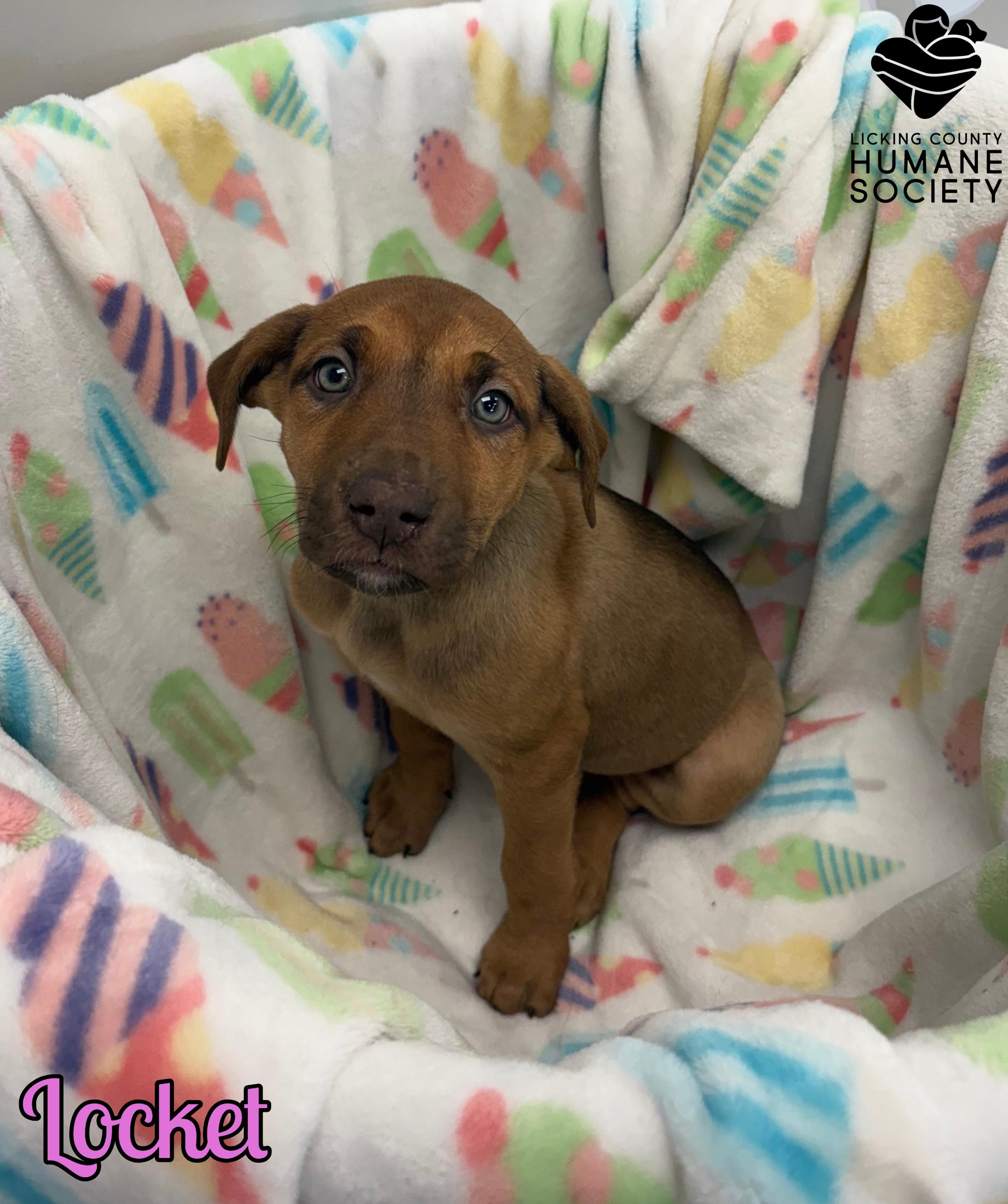 Locket, adopted, Puppy Female Great Dane & Shepherd.