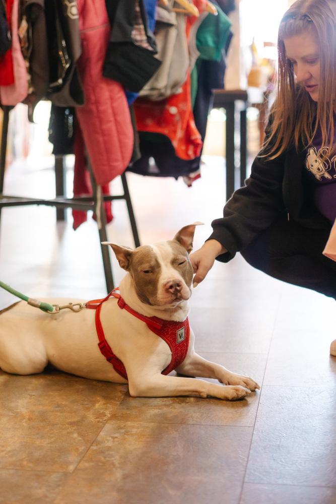 Enlarge Presley, a Adoptable Terrier in Grove City, OH image 1/6