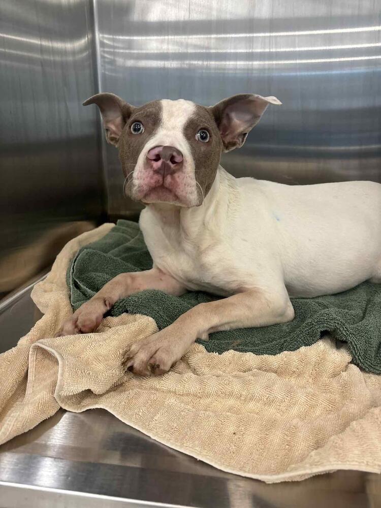 Enlarge Presley, a Adoptable Terrier in Grove City, OH image 2/6