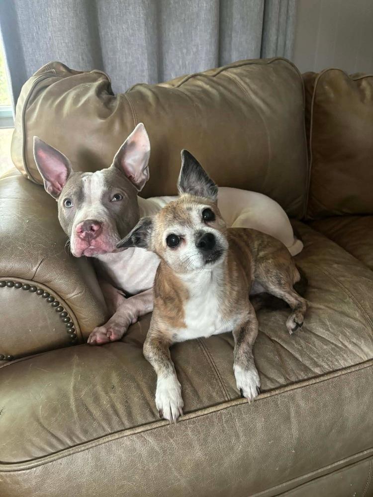 Presley — thumbnail 3