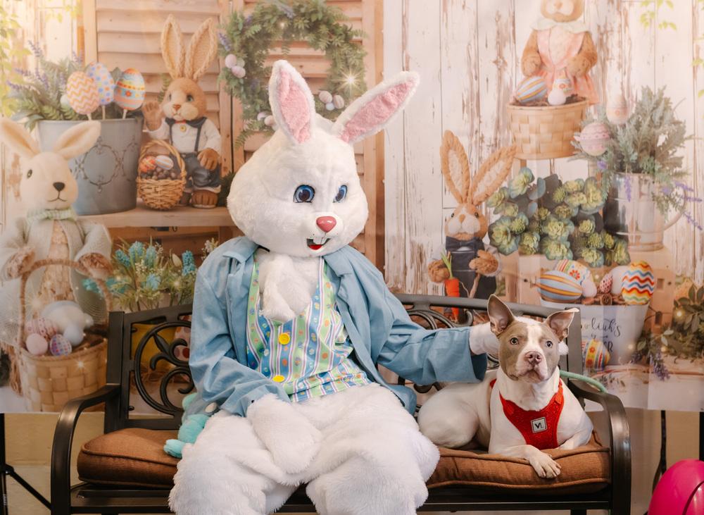 Enlarge Presley, a Adoptable Terrier in Grove City, OH image 5/6