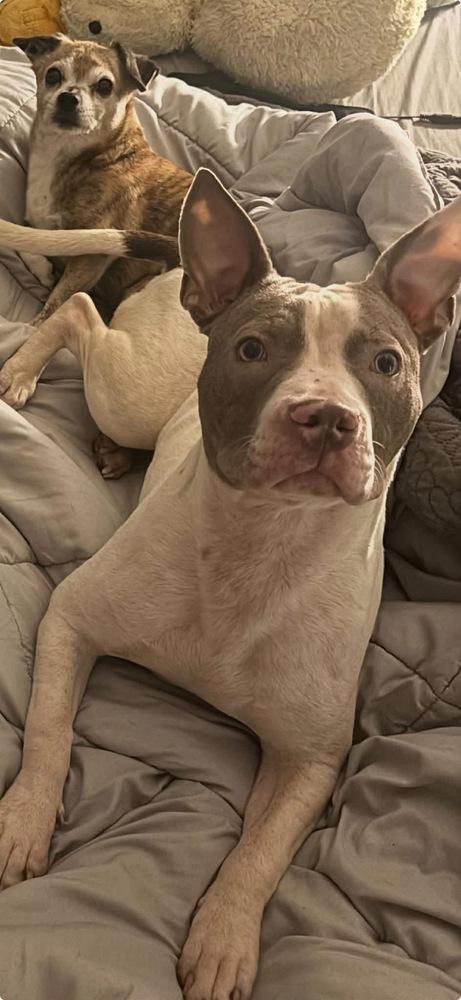 Enlarge Presley, a Adoptable Terrier in Grove City, OH image 5/6